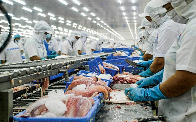 Belles perspectives pour le pangasius du Vietnam